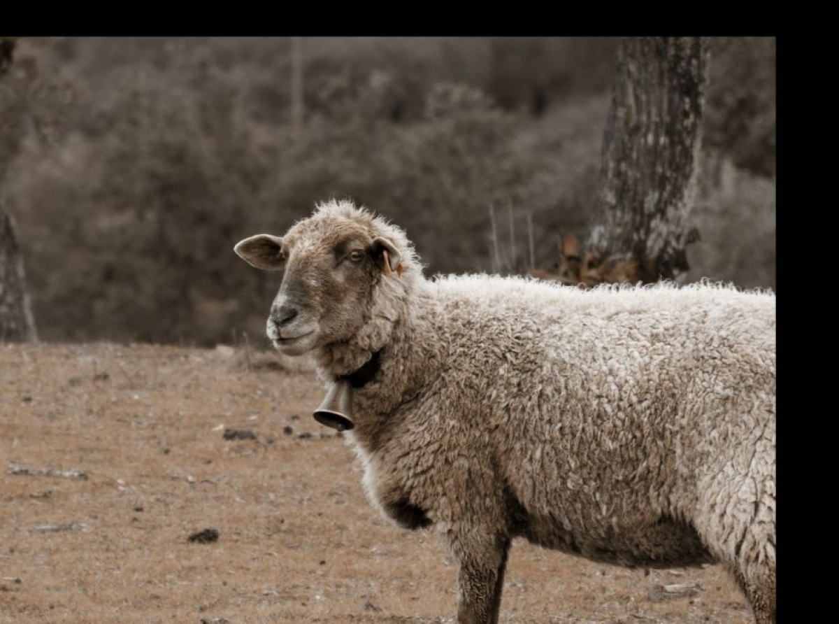 Positive outlook for wool in 2022